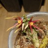 Orbea wissmannii