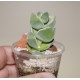 Crassula Moonglow