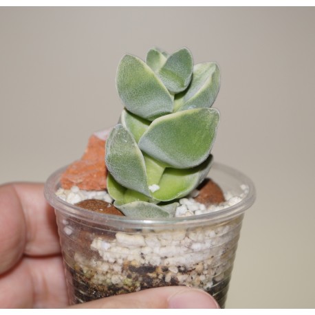 Crassula Moonglow