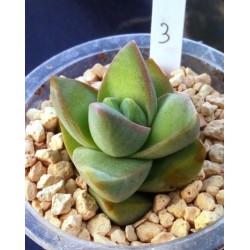 Crassula ' Moon Glow'
