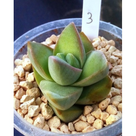 Crassula ' Moon Glow'