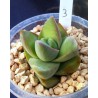 Crassula Moonglow
