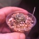 Crassula Moonglow