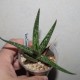 Aloe somaliensis