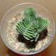 Crassula Buddha's Temple