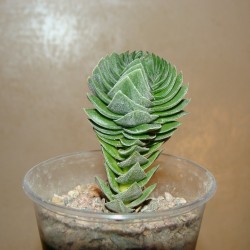 Crassula Buddha's Temple