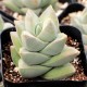 Crassula ' Moon Glow'