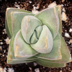 Crassula MoonGlow