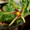 Orbea wissmannii