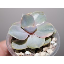 Echeveria 'Rainbow'