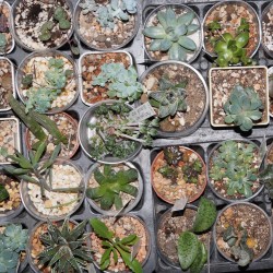 Набор суккулентов для начинающих