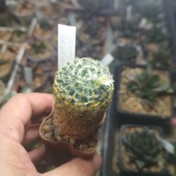 Mammillaria schiedeana