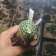 Mammillaria schiedeana