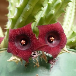 Huernia schneideriana