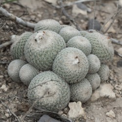 Epithelantha gregii