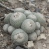 Epithelantha gregii