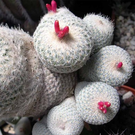 Epithelantha micromeris
