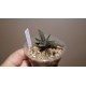 Haworthia attenuata Tanba
