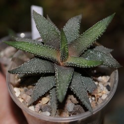 Haworthia attenuata Tanba
