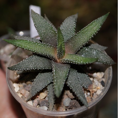 Haworthia attenuata Tanba