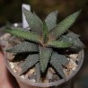 Haworthia attenuata Tanba - детка