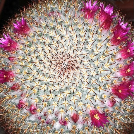Mammillaria haageana