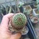 Mammillaria haageana
