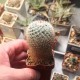 Mammillaria haageana