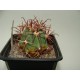 Ferocactus coloratus
