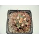 Ferocactus coloratus