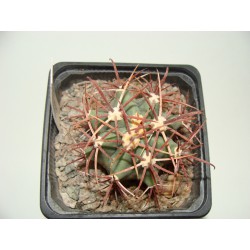 Ferocactus coloratus
