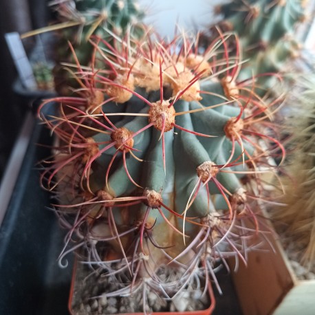 Ferocactus coloratus