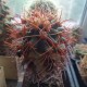 Ferocactus coloratus
