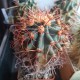 Ferocactus coloratus