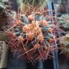 Ferocactus coloratus 30 лет