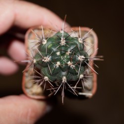Gymnocalycium gibbosum