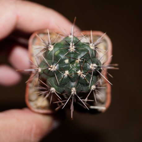 Gymnocalycium gibbosum