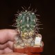 Gymnocalycium gibbosum