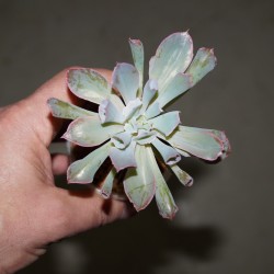 Echeveria Trumpet Pinky