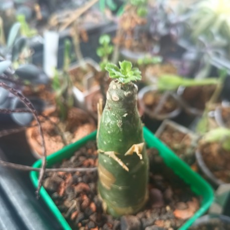 Tylecodon paniculatus