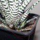 Haworthia fasciata Alba