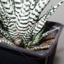 Haworthia fasciata Alba