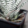 Haworthia fasciata Alba - детка