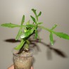 Kalanchoe laciniata