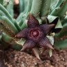 Stapelia kwebensis - столон