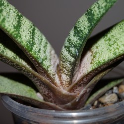 Gasteria batesiana