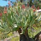 Aloe plicatilis