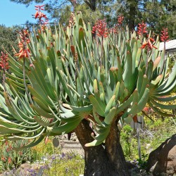 Aloe plicatilis