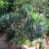 Aloe plicatilis Алоэ древовидное