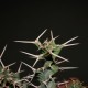 Euphorbia tortirama